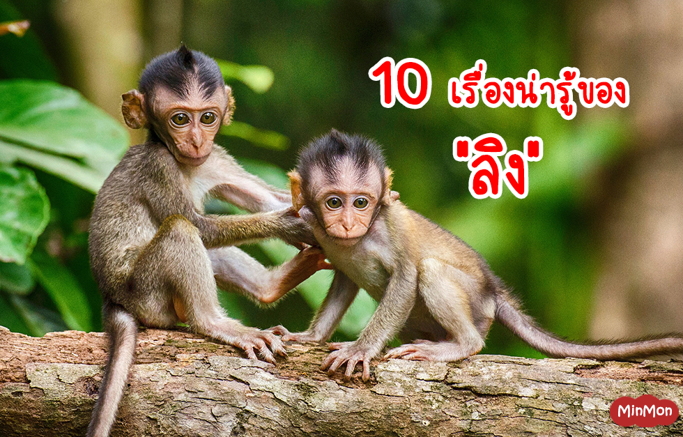 10 เรื่องน่ารู้ของลิง
