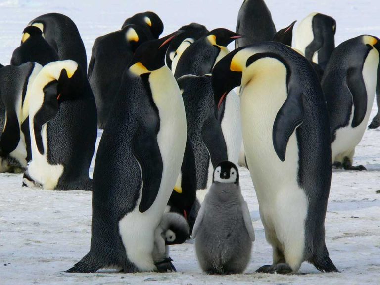 Read more about the article 10 เรื่องน่ารู้ของ เพนกวิน – Penguins Fun Facts