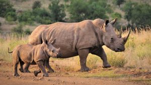 Read more about the article 10 เรื่องน่ารู้ของ แรด – Rhinos Fun Facts