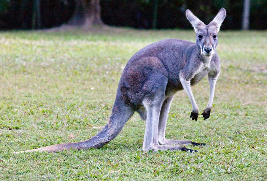 You are currently viewing 10 เรื่องน่ารู้ของ จิงโจ้ – Kangaroos Fun Facts