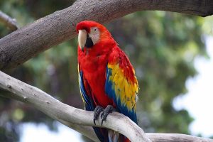 Read more about the article 10 เรื่องน่ารู้ของ นกแก้ว – Parrots Fun Facts