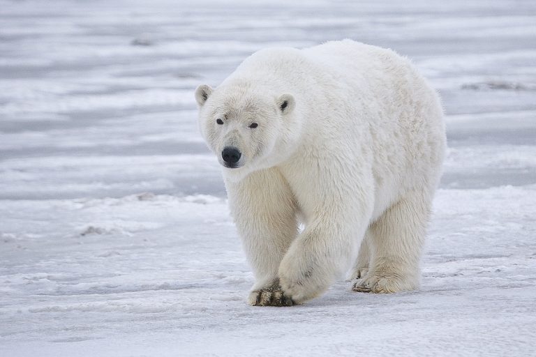 Read more about the article 10 เรื่องน่ารู้ของ หมีขาวขั้วโลก – Polar Bears Fun Facts