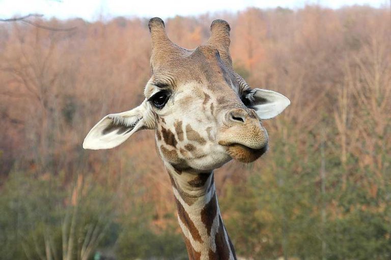 Read more about the article 10 เรื่องน่ารู้ของ ยีราฟ – Giraffes Fun Facts