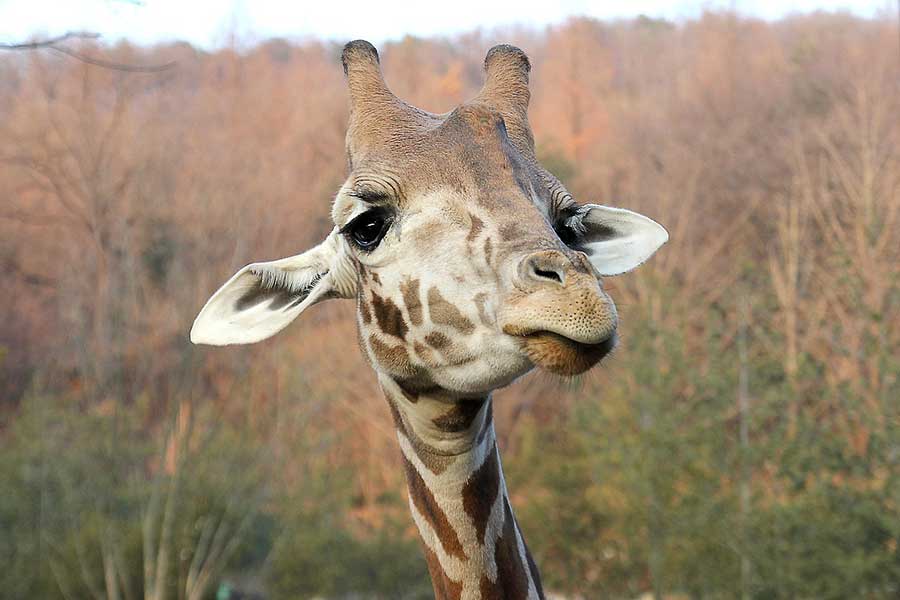 You are currently viewing 10 เรื่องน่ารู้ของ ยีราฟ – Giraffes Fun Facts