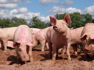 Read more about the article 10 เรื่องน่ารู้ของ หมู – Pigs Fun Facts