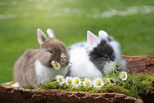 Read more about the article 10 เรื่องน่ารู้ของ กระต่าย – Rabbits Fun Facts